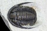 Cornuproetus Trilobite Fossil - Morocco #105988-1